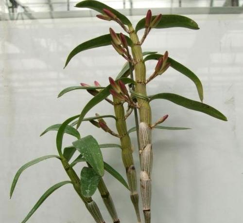 石斛浇什么肥料合适？如何正确施肥促进生长？