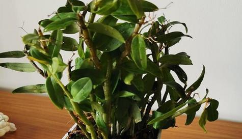 石斛浇什么肥料合适？如何正确施肥促进生长？