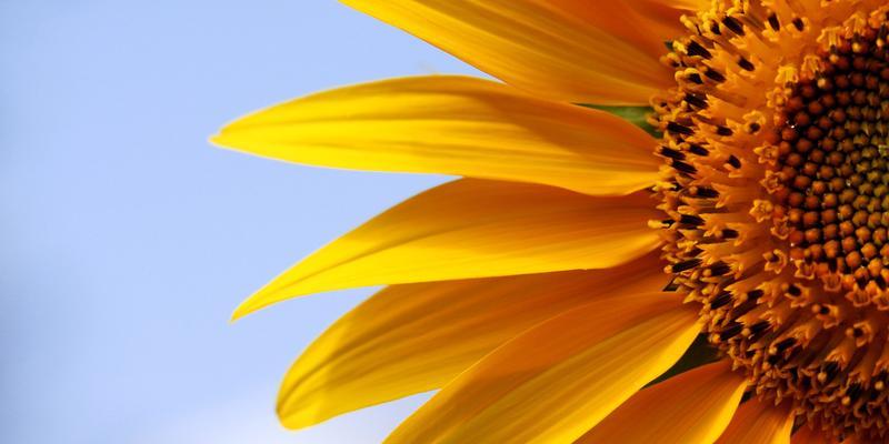 以葵花代表生肖的象征意义（揭示葵花对生肖的秘密）