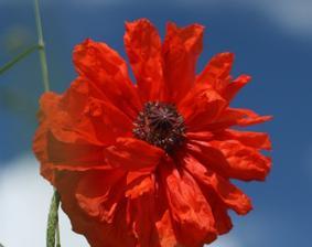 以葵花代表生肖的象征意义（揭示葵花对生肖的秘密）