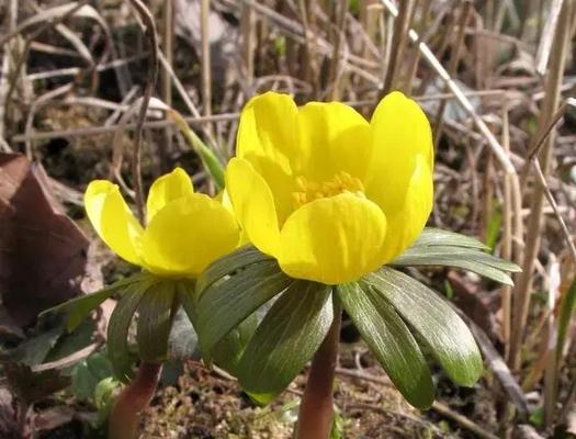以葵花代表生肖的象征意义（揭示葵花对生肖的秘密）