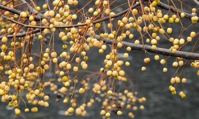 苦恋树的果实有毒吗？食用后会有哪些影响？