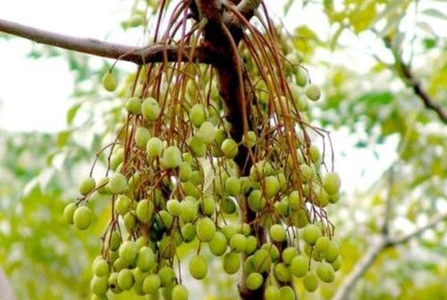 苦恋树的果实有毒吗？食用后会有哪些影响？