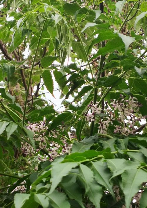 苦恋树的果实有毒吗？食用后会有哪些影响？