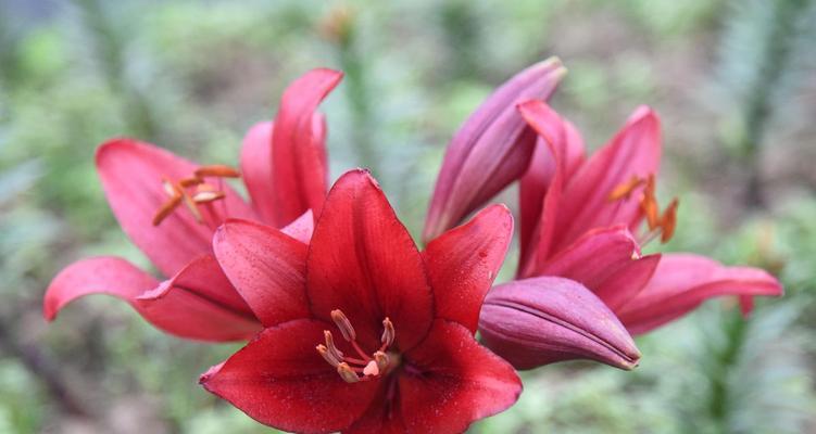 百合花语的意义与象征（用不同颜色的百合传达不同的情感和寓意）