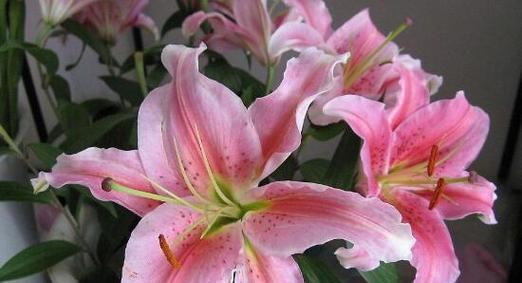 百合花语的意义与象征（用不同颜色的百合传达不同的情感和寓意）