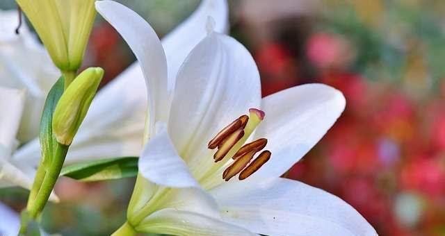 百合花语的意义与象征（用不同颜色的百合传达不同的情感和寓意）