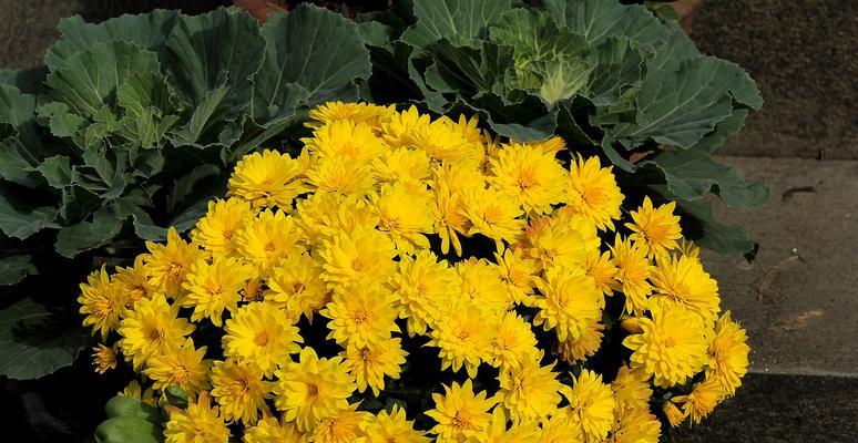 菊花开花后怎么处理？如何进行修剪和养护？