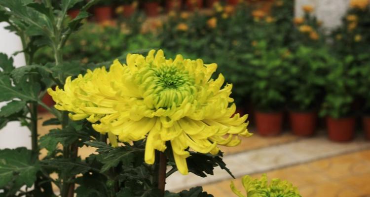 菊花开花后怎么处理？如何进行修剪和养护？