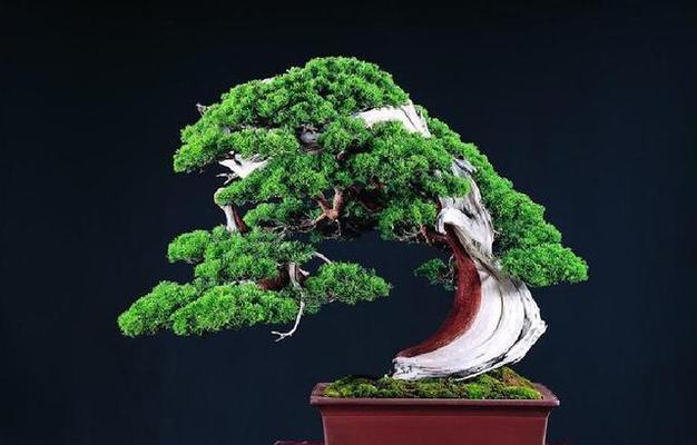 柏树的风水禁忌有哪些？如何正确摆放柏树以避免禁忌？