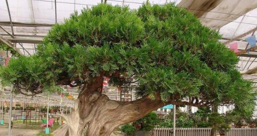 柏树的风水禁忌有哪些？如何正确摆放柏树以避免禁忌？