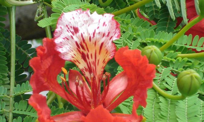 金凤花的神秘寓意（解读金凤花的象征与魅力）