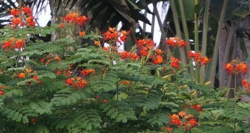 金凤花的神秘寓意（解读金凤花的象征与魅力）