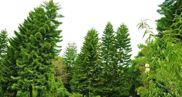 柏树的风水禁忌有哪些？如何正确摆放柏树以避免禁忌？