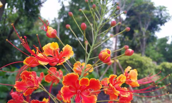 金凤花的神秘寓意（解读金凤花的象征与魅力）