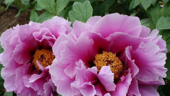 牡丹花的象征意义及文化价值(探索牡丹的多重象征与深厚文化内涵) 牡丹花的象征意义及文化价值(探索牡丹的多重象征与深厚文化内涵)