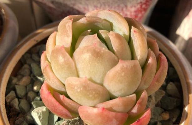 尿液浇多肉植物安全吗？正确浇水方法是什么？