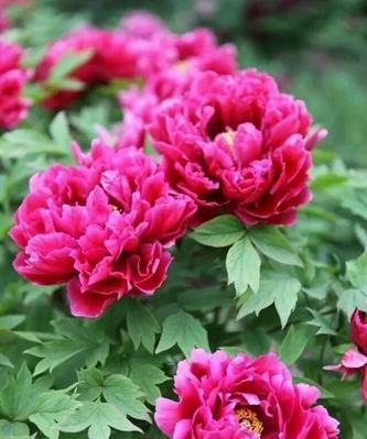 牡丹花的象征意义及文化价值(探索牡丹的多重象征与深厚文化内涵)