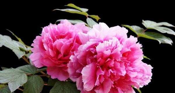 牡丹花的象征意义及文化价值(探索牡丹的多重象征与深厚文化内涵) 牡丹花的象征意义及文化价值(探索牡丹的多重象征与深厚文化内涵)