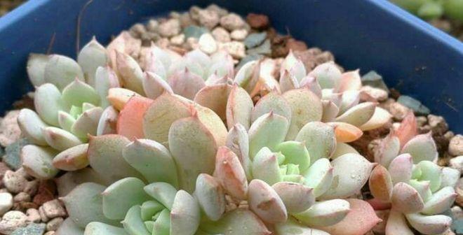 尿液浇多肉植物安全吗？正确浇水方法是什么？