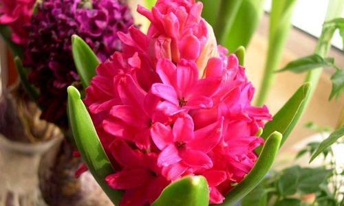 粉色风信子的花语（粉色风信子花朵的象征意义及应用场景）