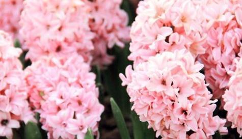 粉色风信子的花语（粉色风信子花朵的象征意义及应用场景）