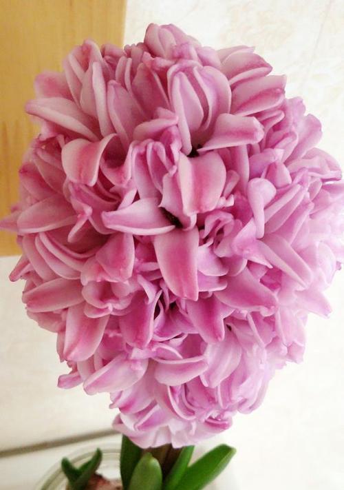 粉色风信子的花语（粉色风信子花朵的象征意义及应用场景）