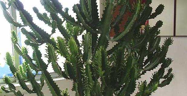 龙骨根系发达吗？如何判断其生长状况？