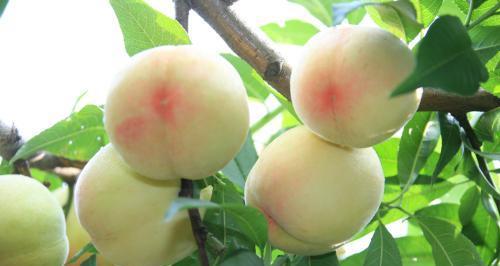 水蜜桃的象征意义——甜美与永恒（用水蜜桃诠释生命的美好）