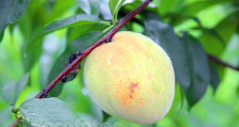 水蜜桃的象征意义——甜美与永恒（用水蜜桃诠释生命的美好）