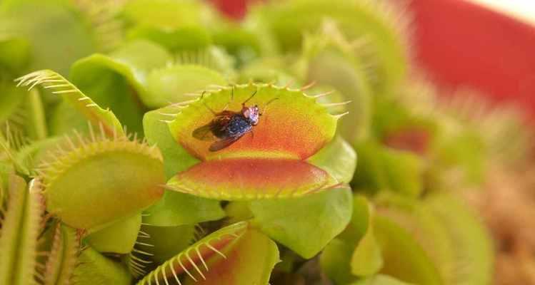 捕蝇草喜欢阳光吗？如何正确为其提供光照？