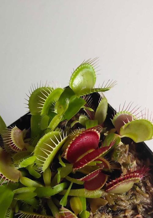 捕蝇草喜欢阳光吗？如何正确为其提供光照？