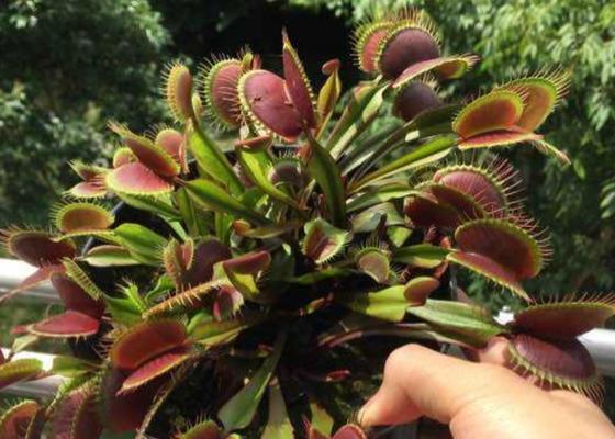 捕蝇草喜欢阳光吗？如何正确为其提供光照？