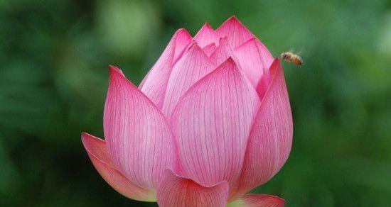 荷花的美丽与意义（探寻荷花背后的象征与寓意）