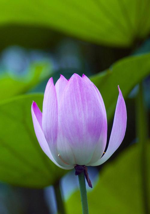 荷花的美丽与意义（探寻荷花背后的象征与寓意）