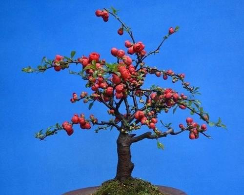 海棠树冬天会冻死吗？如何保护海棠树过冬？