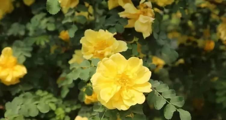 耐盐碱植物（探寻耐盐碱植物的奇妙世界）