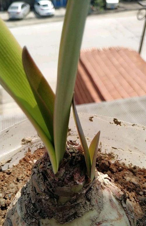 大头兰开花后怎么处理？如何正确养护以延长花期？