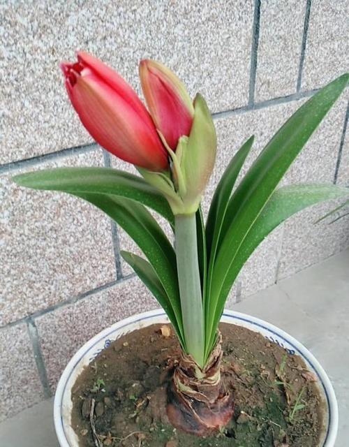 大头兰开花后怎么处理？如何正确养护以延长花期？