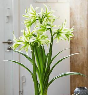 大头兰开花后怎么处理？如何正确养护以延长花期？