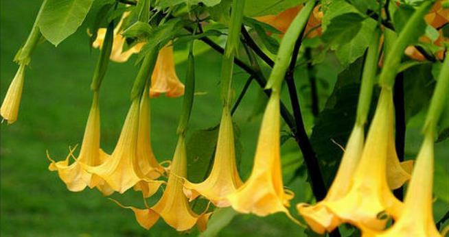 曼陀罗花（探寻曼陀罗花的花语）