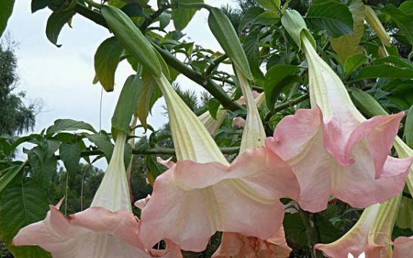 曼陀罗花（探寻曼陀罗花的花语）