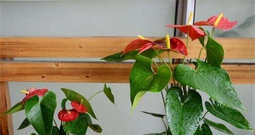 红掌应该室内养还是室外养？如何选择最佳环境？