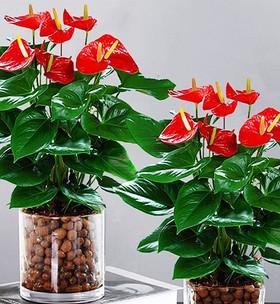 红掌应该室内养还是室外养？如何选择最佳环境？