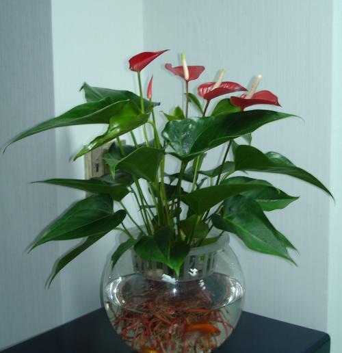 红掌应该室内养还是室外养？如何选择最佳环境？