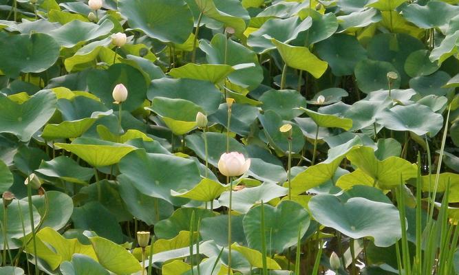 荷叶的象征意义及寓意（荷叶的美丽与意义）