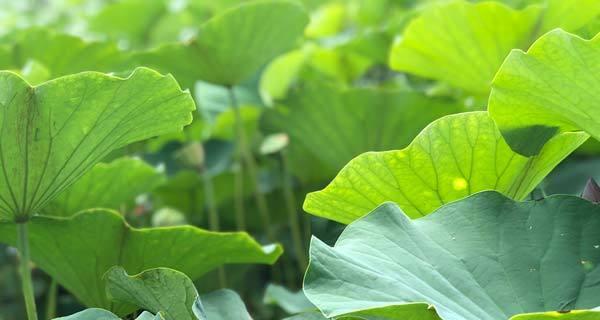 荷叶的象征意义及寓意（荷叶的美丽与意义）