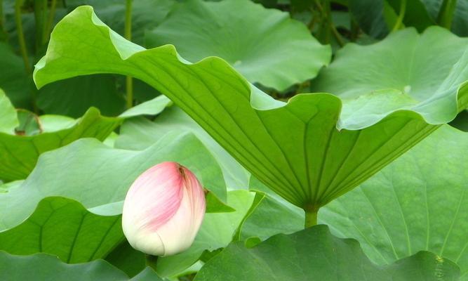 荷叶的象征意义及寓意（荷叶的美丽与意义）