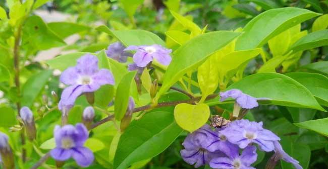 假连翘冬天会冻死吗？如何在寒冷季节保护植物？