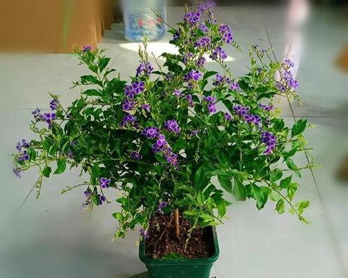 假连翘冬天会冻死吗？如何在寒冷季节保护植物？